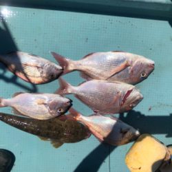 ベイトたくさん