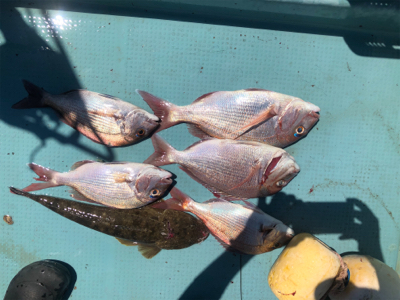 ベイトたくさん