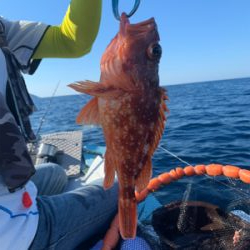 マイボートでアマダイ狙い。8目釣り達成!レンコダイとエソは高活性!