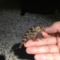 アジングで4魚種!