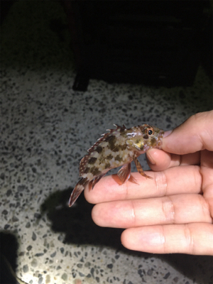 アジングで4魚種!