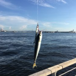 鯖祭らず。。小鯖のみ。。。