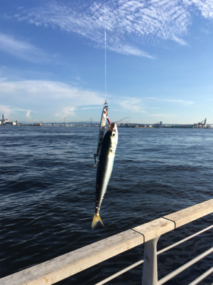 鯖祭らず。。小鯖のみ。。。