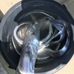 テンヤとジギング