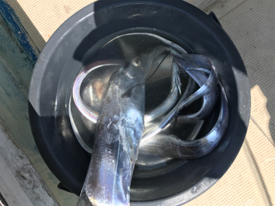 テンヤとジギング