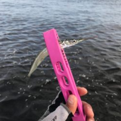 コスモスクエア釣果