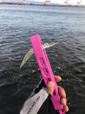 コスモスクエア釣果