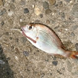 夕マズメに何とか良型キス!キスダービー久々のエントリー!