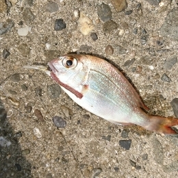 夕マズメに何とか良型キス!キスダービー久々のエントリー!