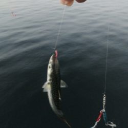 サバとえんぴつサヨリ