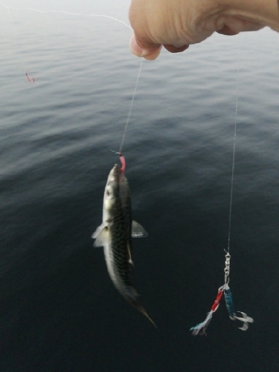 サバとえんぴつサヨリ