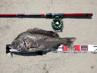 ぬめ～と年無しゲット！