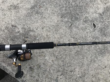 ハマチリベ達もノータチウオノーライフ