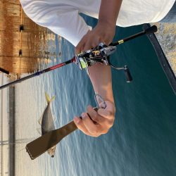 鱗付け淡路島アジング