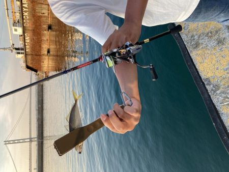 鱗付け淡路島アジング