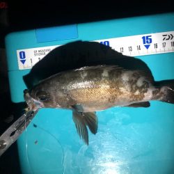 大シケでの3匹は格別。