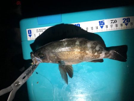 大シケでの3匹は格別。