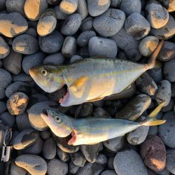 初ジギング粘り勝ち