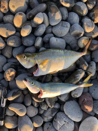 初ジギング粘り勝ち