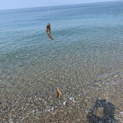 天ぷらが食べたくて