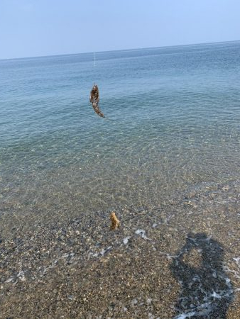 天ぷらが食べたくて