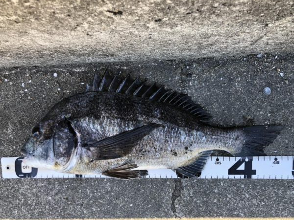 イチノ兄弟、釣果！