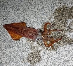 ケンサキイカ、はじまりました