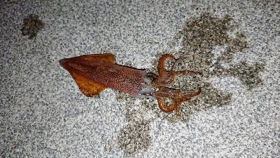 ケンサキイカ、はじまりました