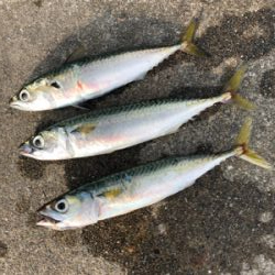 久々の投げ釣りとサビキ