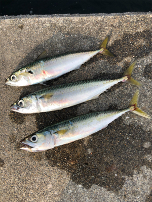 久々の投げ釣りとサビキ