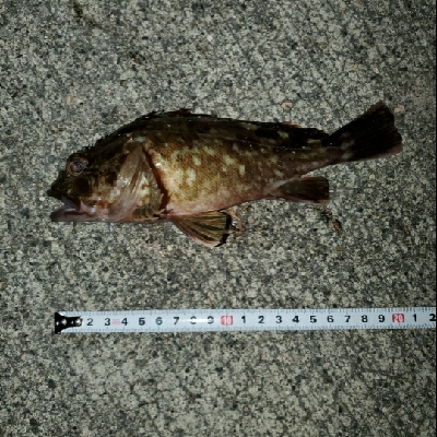 根魚楽しいヽ(・∀・)ノ!