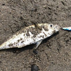 アジ時々マダイ