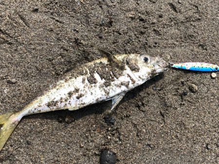 アジ時々マダイ