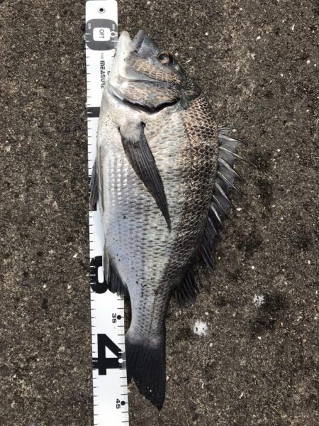 イチノ兄弟、釣果！