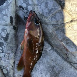 なんじゃこりゃ！