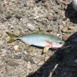 ショアジギング