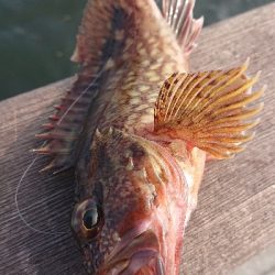 南港ライトゲーム