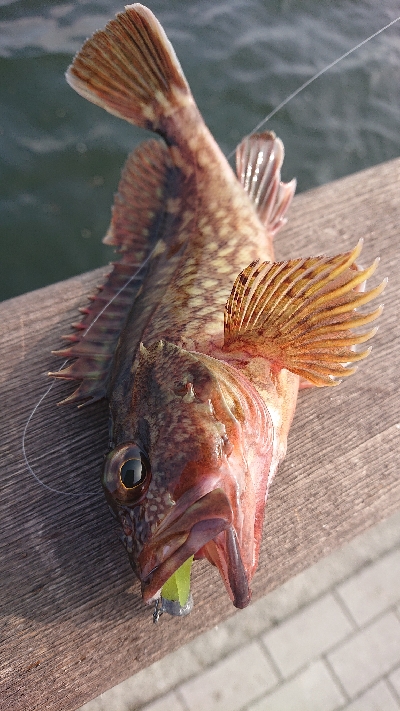 南港ライトゲーム