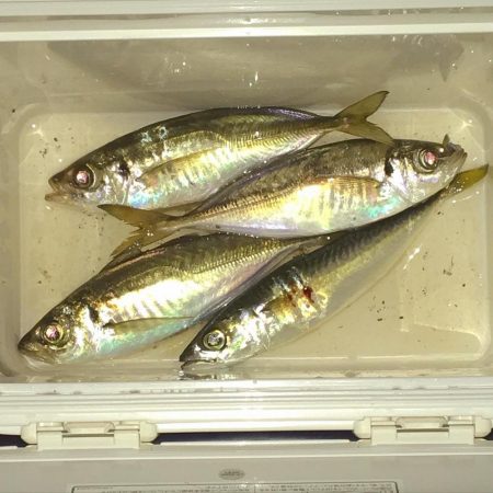 アジが釣れました(^^)