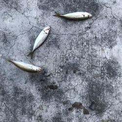 よーやくケンサキ