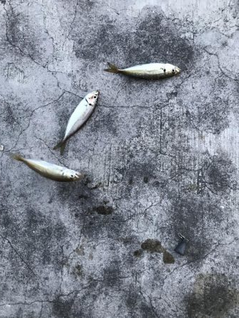 よーやくケンサキ