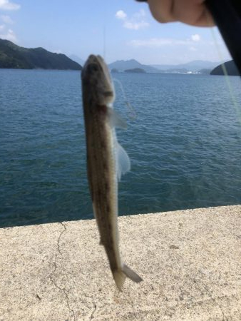 青物はまだまだ