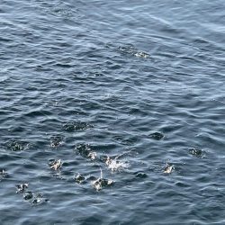 久しぶりのアジ