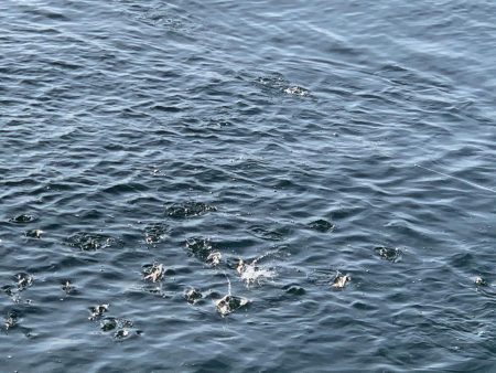 久しぶりのアジ