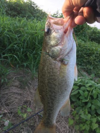 小バスに癒されて