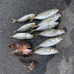 アジング楽しい〜