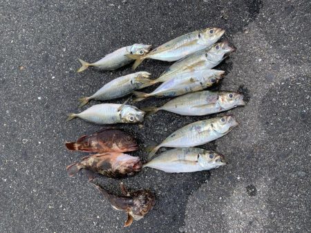 アジング楽しい〜