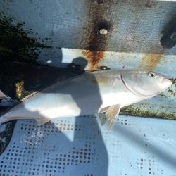 ハマチサイズ好調