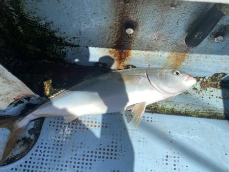 ハマチサイズ好調