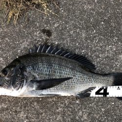 姫路年無し3枚‼️（イチノ兄弟）